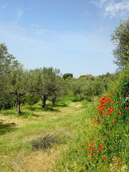 nature, olive trees, olive garden